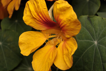 yellow nasturtium flower on a background of its own green leaves