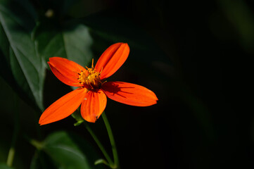 Flor oculta