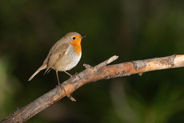 petirrojo posado en una rama con fondo verde (Erithacus rubecula)