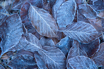 Autumn leaves in first early frost. Leaves in hoarfrost. Frosty white pattern on brown autumn leaves. Late autumn and early winter nature. Natural plant background. November and December. First frosts