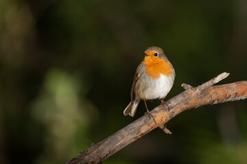petirrojo posado en una rama con fondo verde (Erithacus rubecula)