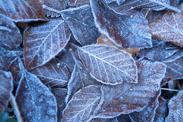 Autumn leaves in first early frost. Leaves in hoarfrost. Frosty white pattern on brown autumn leaves. Late autumn and early winter nature. Natural plant background. November and December. First frosts