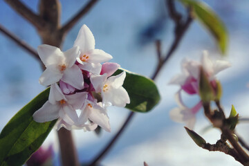 Tiny white and pink flowers of a daphne shrub.