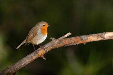 petirrojo posado en una rama con fondo verde (Erithacus rubecula)