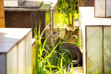 Gato entre túmulos dentro de um cemitério. Gato abandonado em cemitério na cidade de Goiânia.