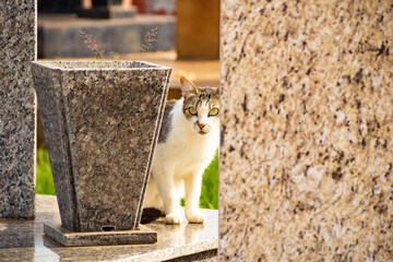 Gato de pé entre túmulos. Gato abandonado em cemitério na cidade de Goiânia.