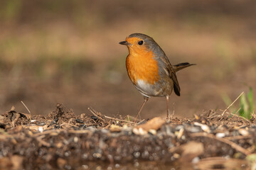 petirrojo en el suelo del parque (Erithacus rubecula)