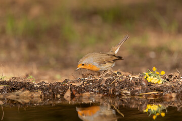 petirrojo en el suelo del parque (Erithacus rubecula)