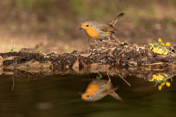 petirrojo reflejado en la charca del parque (Erithacus rubecula)