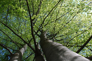 View up to green leaves of linden tree