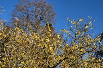 Sweet smelling flowers of Japanese wintersweet (Chimonanthus) tree