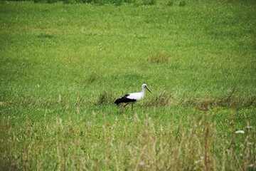 On a sunny day lone stork walks across a green field in search of food