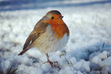The European robin (Erithacus rubecula) fluffed up to keep warm in the snow