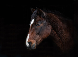 Dark bay horse head with white blaze on a black background