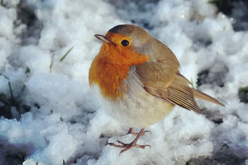 The European robin (Erithacus rubecula) fluffed up to keep warm in the snow