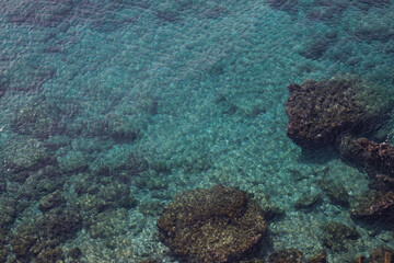 coral reef in the sea