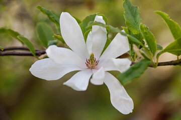 Star magnolia (Magnolia stellata)
