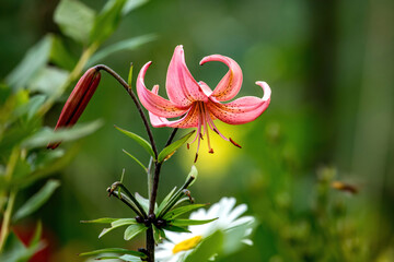 Tiger lily (Lilium lancifolium)