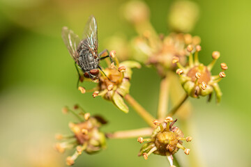 mosca común sobre una planta 