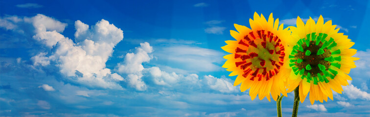 Covid-19, Omikron und die Corona-Pandemie. Sonnenblumen mit Corona-Viren und ein blauer Himmel mit...