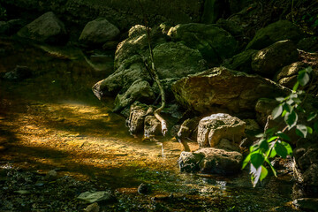 Sunlight pours through early summer growth to illuminate a rocky grotto filled with stream and vegetation