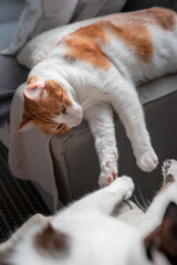vertical composition. lovely scene  of two domestic cats interact on the sofa