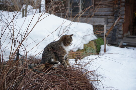 Haus-Katze, grau getigert mit wei&szlig;er Brust,  im verschneiten Garten sitzend