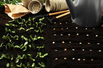 Gardening tools, corn seeds and vegetable seedlings in fertile soil © New Africa
