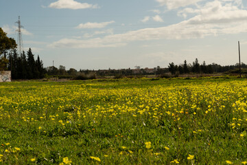 campos verdes con flores amarillas