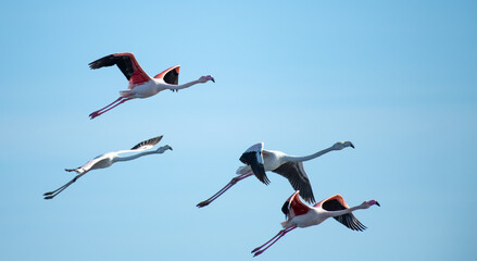 Flaminos em formaçao