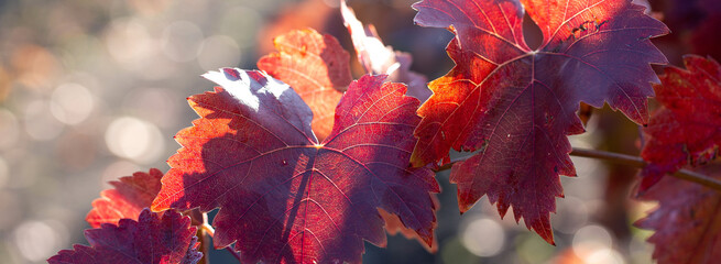 Autumn grapes with red leaves, the vine at sunset is reddish yellow