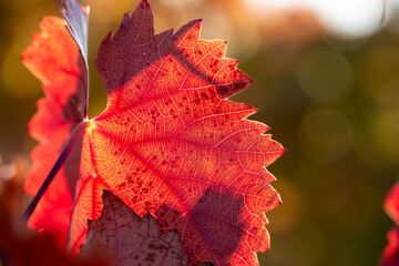 Autumn grapes with red leaves, the vine at sunset is reddish yellow