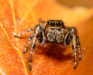 spider on a leaf