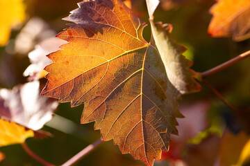 Autumn grapes with red leaves, the vine at sunset is reddish yellow
