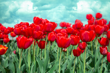 Fototapeta premium many red tulips on blue sky background, landscape of bright spring flowers, floral poster