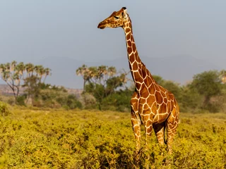 Gardinen Giraffe walking through the grasslands in Kenya © STORYTELLER