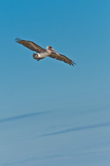 front, bottom view, far distance of a brown pelican gliding over a tropical shoreline searching for next meal with a blue sky behind