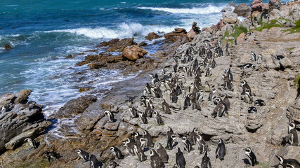African penguins (Spheniscus demersus) colony on the rocks by the sea, Stony Point Nature Reserve in Betty's Bay near Cape Town, South Africa © The World Traveller