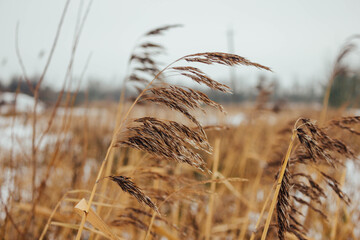 A reed that grows by the river on a cloudy cold day.
