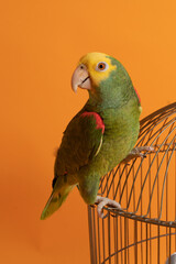 Hermoso Loro Cotorro verde sobre jaula 2