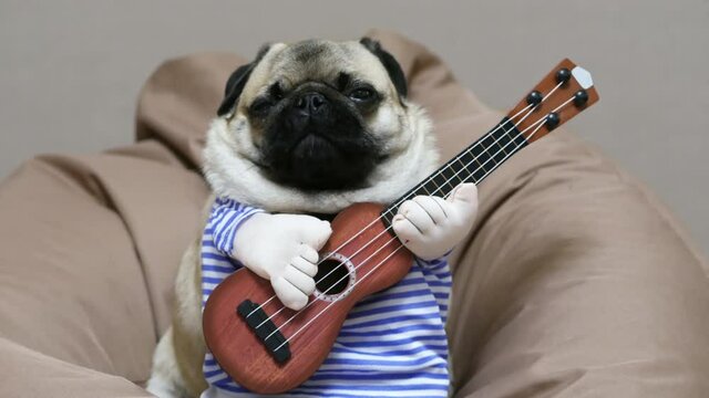 Funny pug dog with a guitar in a suit yawns, sitting in a chair bag, indoor