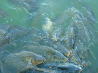 Poissons affamés