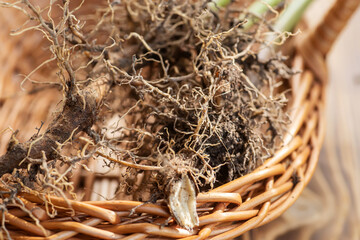 Valerian roots close-up. Collection and harvesting of plant parts for use in traditional and...