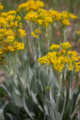 Fototapeta premium desert flowers