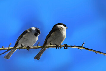 A couple of Marsh tit on a branch on a blue blurred background