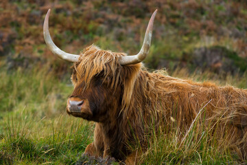 Highland cattle sitting on grassy field, Isle of Skye, Scotland, UK