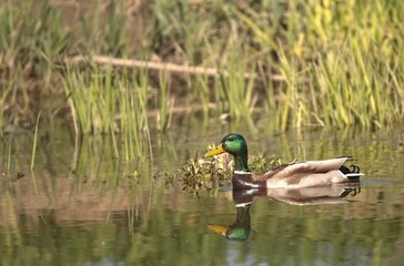 Bird duck mallord duck Anas platyrchynchus swims on water