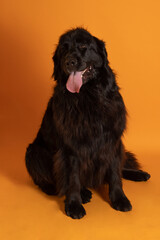 Perro terranova grande sentado sobre fondo amarillo 1