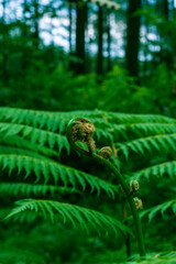 Dicksonia antartica plant