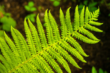 Green fern leaf, beautiful texture with blurred background.